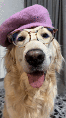 Golden retriever poses in accessories for camera in Tbilisi