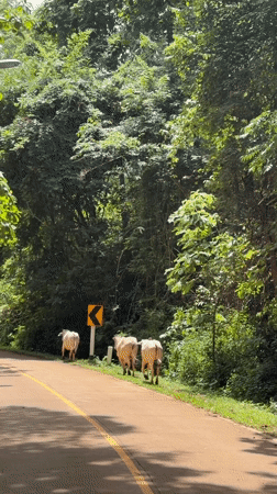 Cattle herd moves down a forested road in rural northern Thailand