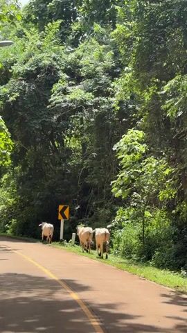 A herd of light-colored cattle walks down a paved road lined with lush green trees and vegetation. The road has a yellow line down the center and a yellow dashed line on the right edge. Several yellow, chevron-shaped road signs indicating a curve are visible on the right side of the road. One cow is closer to the camera, and the others are further down the road. The sun is shining, casting shadows on the road and highlighting the vibrant green foliage.