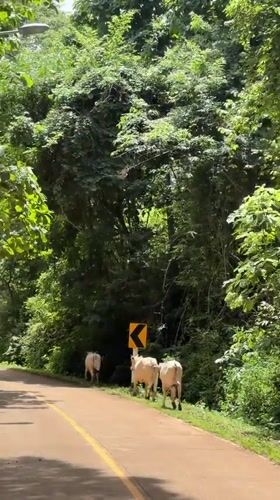 Cattle herd moves down a forested road in rural northern Thailand