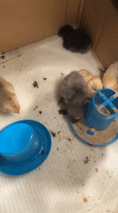 Person feeds colorful chicks from cardboard box enclosure