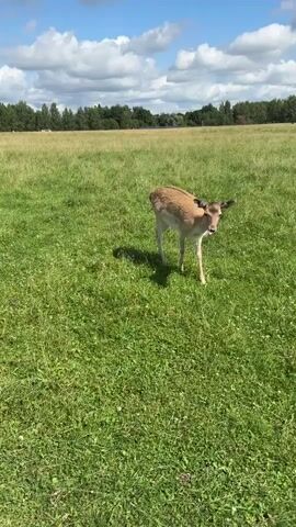 A deer grazes in a grassy field under a cloudy blue sky. In the foreground, a ram with large curved horns approaches the camera, its head close to a vehicle's windshield.