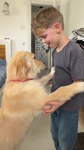 Boy plays with golden retriever in Netanya bedroom