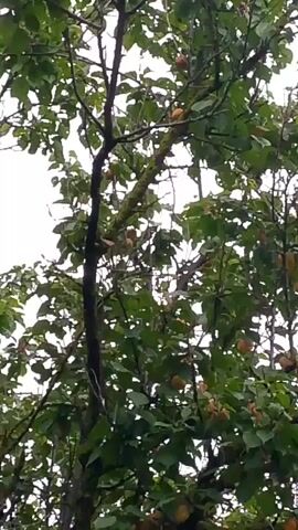 A low-angle, medium shot of a tall, leafy tree filled with small, orange, apricot-like fruits. The sky is overcast and white. The branches are brown, some are covered in moss. The leaves are green and somewhat sparse, allowing some of the fruits to be visible. The fruits are clustered on the branches.