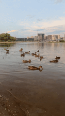 Mallards hanging out on the Ob River in Novosibirsk