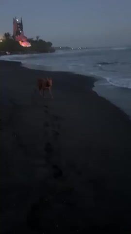 A medium-sized, light brown dog with floppy ears runs along a dark sand beach at dusk. The dog leaves footprints on the sand as it moves towards the ocean. The waves of the ocean gently crash on the shore, and the sky is a soft blend of blue and orange hues, indicating either sunrise or sunset. In the background, there appears to be a cliffside on the right and some distant lights on the left. The overall atmosphere is calm and serene.