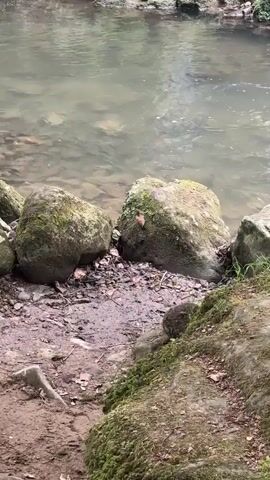 A small brown bird is seen hopping around on the muddy bank next to a body of water. The bird is brown with some lighter markings and is very active, darting back and forth. The bank is covered in dirt, leaves, and small stones. Large rocks covered in green moss are present on the bank. The water appears to be calm and shallow.