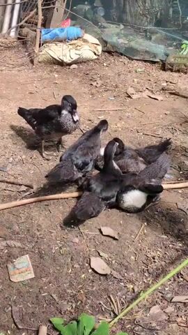 A group of dark-colored ducks are gathered on the ground. One duck on the left is standing and facing away from the camera. Three ducks are clustered together in the center, with two appearing to be interacting closely. Another duck is lying down on its side in the foreground, facing the camera. The ground is covered in dirt and leaves. In the background, there is a white bag, some blue material, and green netting.