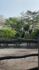 Evening dining and wildlife spotted in Playa del Carmen