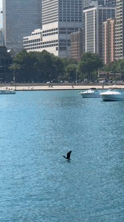 Bird takes flight over Lake Michigan with Chicago skyline behind
