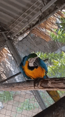 Tropical macaw spotted at Venezuelan resort with swimming pool