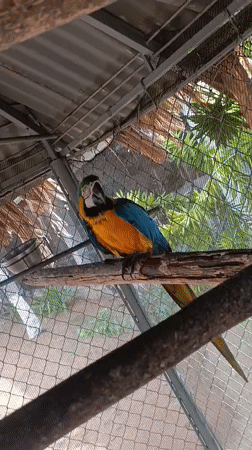 Tropical macaw spotted at Venezuelan resort with swimming pool