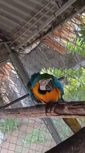 Tropical macaw spotted at Venezuelan resort with swimming pool