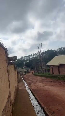 A vertical video captures a view down a dusty, red dirt road in what appears to be a village or small town in Gembu, Nigeria. The road slopes downwards, with a concrete drainage ditch running alongside the left side of the frame, containing some water. On the left, a textured, tan-colored wall made of stacked blocks topped with barbed wire runs along the road. A sign is partially visible on this wall.

Several buildings line the road. On the left, there are low-rise structures with green roofs, some appearing to be residences or small businesses. On the right, a building with a yellow roof and brick walls is visible, possibly a workshop or a stable. Further down the road, more houses with varied roof colors are nestled on a hillside covered with trees. A dense line of tall, bare trees with thin branches stands prominently on the right side of the road, creating a striking visual.

A few people are visible on the road. In the distance, a person is walking away from the camera. Closer to the foreground, on the left side of the road, a small group of people, possibly children, are walking together. One person is walking on the right side of the road further down.

The sky is overcast with heavy, grey clouds, suggesting it might be a cloudy day or approaching rain. The time of day is difficult to pinpoint precisely, but the lighting is diffused, consistent with an overcast sky. The overall atmosphere seems calm and rural.