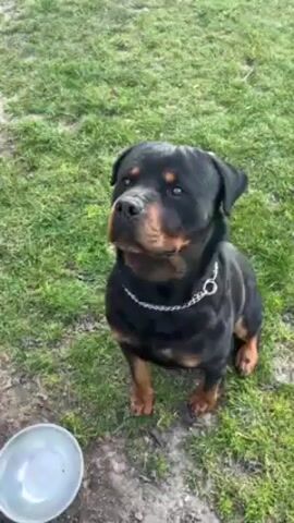 A short video shows a Rottweiler dog being given food and water. The dog is black and brown and wearing a silver chain collar. It licks its lips as a bowl of food is offered. The camera follows the dog as it moves to a bowl of water on the ground and drinks. The ground is dirt covered with some patches of grass. A flower pot and a pole are also visible in the scene.