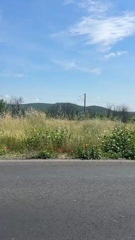 The video captures a static side-view from a moving vehicle, showcasing a rural landscape under a clear blue sky with scattered white clouds. The primary subjects are the asphalt road, a roadside strip, tall vegetation, distant hills, and the sky.

The scene begins with a view of an empty asphalt road on the left, next to a dirt and gravel shoulder. Beyond this, a field of tall, golden-brown grass sways gently, interspersed with some green foliage and a few bright red flowers, possibly poppies. A distinctive light-colored plant, resembling an agave, is visible among the grass early in the clip. In the background, rolling hills covered in trees and shrubs rise against the horizon. A utility pole with wires is also visible.

As the camera continues to move forward, more of the passing landscape is revealed. Some barren trees with twisted branches appear briefly among the green and dry vegetation. Towards the middle of the video, a small, somewhat dilapidated building or shed, surrounded by a wire fence, becomes visible in the distance before receding from view. The overall impression is one of open, natural space.

The time of day is clearly daytime, indicated by the bright sunlight and the vibrant blue sky. The weather appears sunny and clear. No people or visible text are present in the video. The location context of Pesnopoy, Bulgaria, aligns with the rural, hilly landscape depicted.