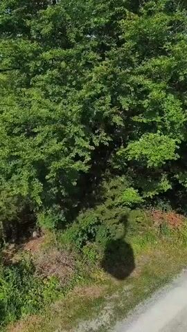 The video shows a dense forest with various types of trees. The camera pans from left to right, capturing the lush greenery and dappled sunlight filtering through the leaves. There are no people or visible objects other than the trees and undergrowth. The environment appears to be natural and undisturbed.
