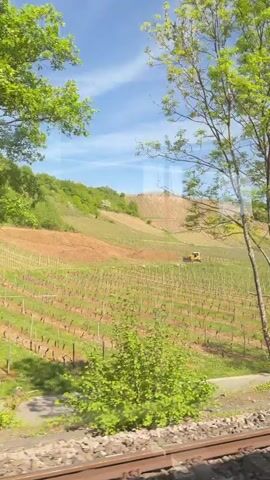 The video shows a train ride passing by a vineyard landscape on a bright day with blue skies. The vineyards are neatly arranged in rows on a sloping hill, with a small yellow tractor working in the field. Trees line the edges of the vineyard, and railway tracks run in the foreground. The camera pans slightly, offering views of the landscape through the train window.