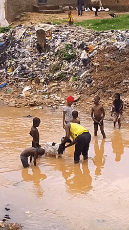 Kids play in polluted waterway as livestock roam Jos neighborhood