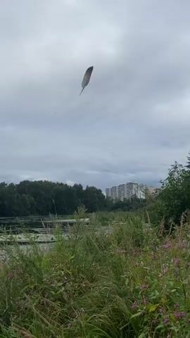 The video shows a natural landscape with a building in the background. The foreground is filled with tall green grass and some small purple flowers. A body of water is visible to the left, surrounded by trees. The sky is cloudy. In the middle of the frame, a bird is flying, with its wings outstretched. The camera pans slightly to the right, showing more of the grass and flowers.