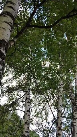 The video shows a low-angle shot looking up at birch trees with their distinctive white and black bark. The camera pans slightly to reveal more trees and a dense canopy of green leaves overhead, with patches of sky visible. As the camera moves lower, it focuses on the base of a large birch tree with multiple trunks that have grown and intertwined over time. One thick branch has grown horizontally, appearing to support or merge with another section of the trunk. The trees are situated on a grassy slope covered in lush green vegetation and fallen leaves. The overall impression is one of a natural, wooded environment.