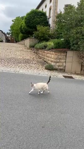 A cat is walking on a paved road. A man is walking behind the cat. The man is wearing a patterned shirt and shorts. The cat stops and sniffs the ground. The man continues to walk. The cat runs ahead of the man. The cat stops and looks back at the man. The man is now closer to the cat. The cat runs ahead again. The cat jumps over a small wall. The man walks past the wall. The cat runs across the road. The man walks across the road. The cat runs up a hill. The man follows the cat.