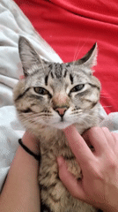 Tabby cat petted and photographed in Curitiba home
