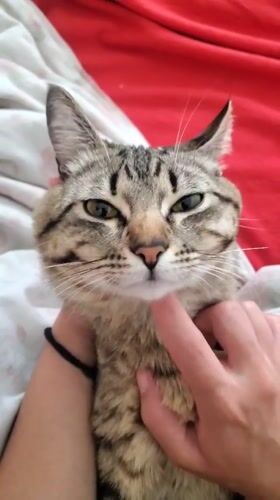 Tabby cat petted and photographed in Curitiba home