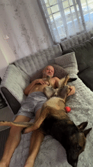 Man and Belgian Malinois dog rest together on couch