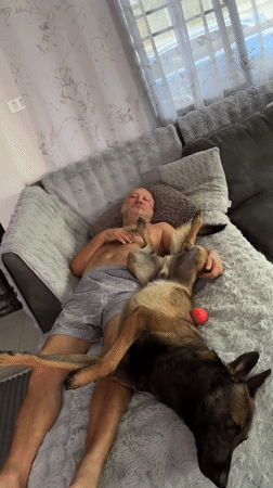 Man and Belgian Malinois dog rest together on couch