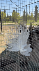 Albino animals — peacock and deer — at a Yenimahalle enclosure