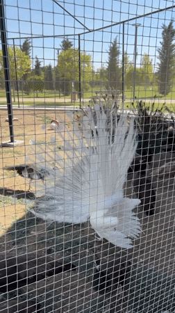 Albino animals — peacock and deer — at a Yenimahalle enclosure