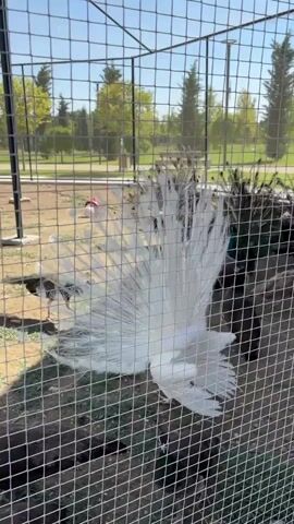 A white peacock fans its tail feathers in an enclosure. The enclosure is a large cage made of chain-link fencing. In the background, other peacocks, some dark colored, are visible. Outside the enclosure, there are trees and a paved walkway. A person's hand is visible pointing towards the white peacock. The ground inside the enclosure is dirt and sand. The sky is clear and blue. The sun is shining.