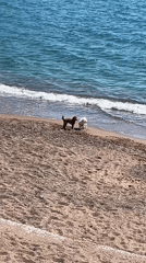 Dogs play on Montenegro beaches while baker prepares desserts