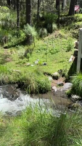 The video pans across a natural landscape featuring a small stream flowing through lush green vegetation. To the right, there is a small structure with a red roof, supported by wooden posts, and a stone base. Adjacent to this structure is a concrete and brick wall. Tall trees with pine needles dominate the background, indicating a forest environment. The stream is shallow and clear, with some rocks visible on its bed. Tall grasses and other green plants grow along the banks of the stream and on the surrounding slopes. The lighting suggests it is daytime with sunlight filtering through the trees. There are no people or animals visible in the video. The overall scene depicts a serene, natural setting with a man-made structure integrated into the environment.