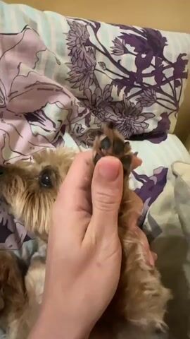 A close-up shot shows a person holding the paw of a small brown dog. The dog has a furry face with dark eyes and is lying on a bed with a patterned pillow. The person's hand has pink nail polish. The focus is on the dog's paw being held.