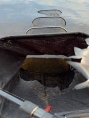 Angler catches fish during early morning session in Chaikovsky