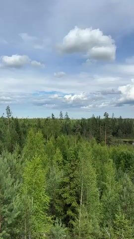 A drone perspective video shows a vast expanse of dense green forest under a partly cloudy sky. The trees are predominantly coniferous, with some deciduous trees interspersed. In the distance, a body of water, possibly a lake or pond, is visible through a break in the trees. The sky is a mix of blue and white clouds, with some of the clouds appearing fluffy and white, while others are darker and more overcast. The camera is static for the entire duration of the video, offering a consistent view of the landscape. There are no people or man-made objects visible in the video. The scene suggests a natural, untouched environment.