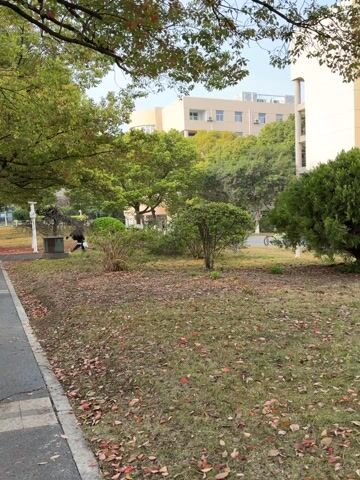 The video shows a sidewalk next to a grassy area covered with fallen leaves. A person wearing a black coat and black pants walks along the sidewalk away from the camera. In the background, there are other people walking in the same direction, and there are buildings, trees, and a bicycle. The scene appears to be on a college campus or a similar institutional setting. The weather seems fair and sunny.