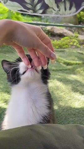 A person's hand with long, light-colored artificial nails reaches down from above and touches the nose of a black and white cat lying on green grass. The cat looks up at the hand and its mouth is open as if it is licking or eating something from the fingertips. The background is blurred with green grass and some rocks and plants. The lighting suggests it is daytime.