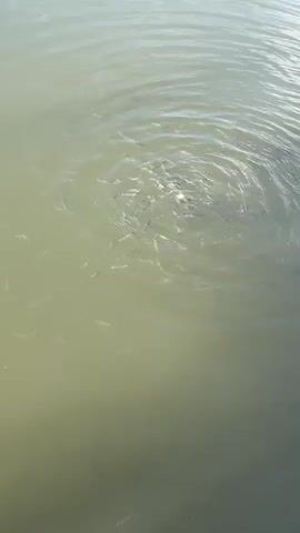 A school of small fish swim in murky green water. They are clustered together, with some fish appearing to feed near the surface. The water is rippled, indicating movement from the fish and possibly a gentle breeze. The sun casts a light on the water, creating highlights and shadows.