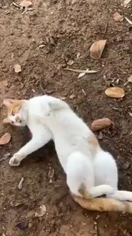 A white and orange cat is lying on its back on the ground covered in dirt. The cat is surrounded by brown leaves and twigs. The cat rolls around and looks up.  A woman's voice can be heard saying "Non." and other indistinguishable words.