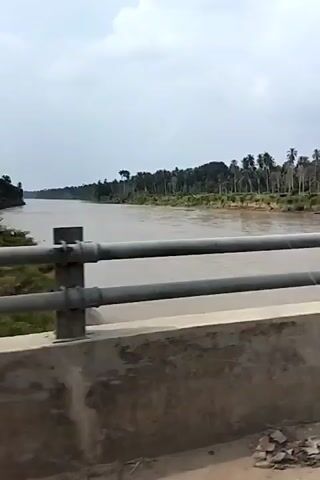 A video shows a wide, muddy river flowing through a tropical landscape. The riverbanks are lined with dense vegetation, including numerous palm trees. A concrete bridge railing is in the foreground, suggesting the video was filmed from a moving vehicle. The sky is overcast, and the overall atmosphere is muted.