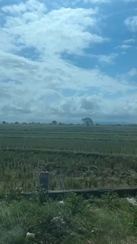 The video shows a landscape view of a vast green field under a partly cloudy blue sky. A lone tree stands in the distance. The foreground shows some overgrown green vegetation and scattered pieces of trash. The camera appears to be moving, suggesting the footage was captured from a vehicle.