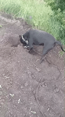Dog walk captured through Ukrainian countryside fields and roads
