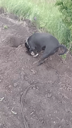 Dog walk captured through Ukrainian countryside fields and roads
