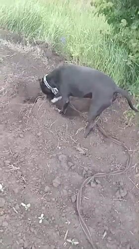 Dog walk captured through Ukrainian countryside fields and roads