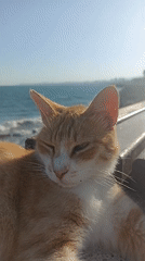 Skatepark session and a sleeping cat on the Yenişehir waterfront