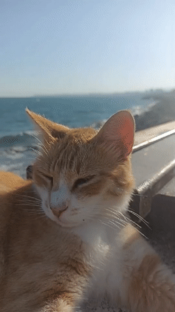 Skatepark session and a sleeping cat on the Yenişehir waterfront