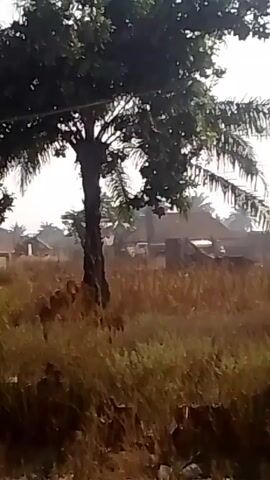 The video depicts a rural scene. A tree stands in the foreground, partially obscuring a view of what seems to be a building or structure in the background. There's tall, dry grass covering the ground in front of the tree. The atmosphere is somewhat hazy, with the background appearing blurred.